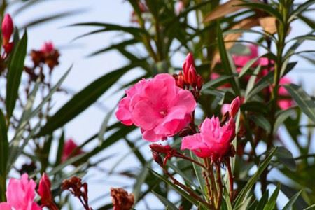 Nerium Oleander Leaf Extract-1 Nerium Oleander Leaf Extract-1