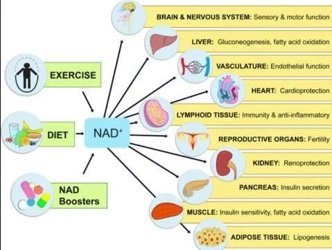 NMN benefits