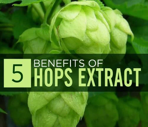 humulus lupulus benefits humulus lupulus benefits