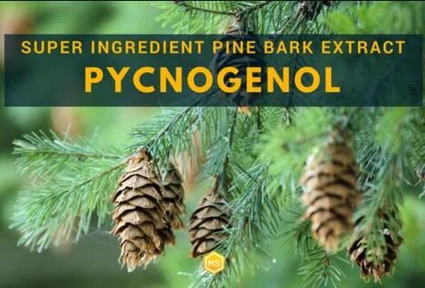 Pycnogenol VS Pine Bark Extract Pycnogenol VS Pine Bark Extract