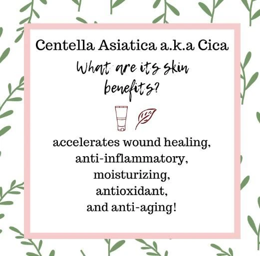 Centella Asiatica Özü Cilt Faydaları