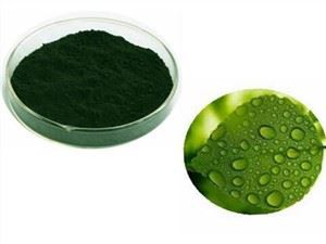 Klorofil