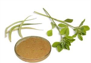 Gymnema Sylvestre Tozu