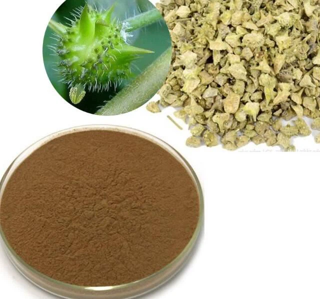 Toplu Tribulus Terrestris Özü Tozu