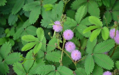 Mimosa Hostilis Uyku İçin İyi Midir Yoksa Değil Midir?